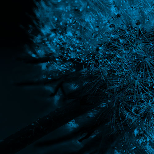 web featured ibp blog article 2023 12