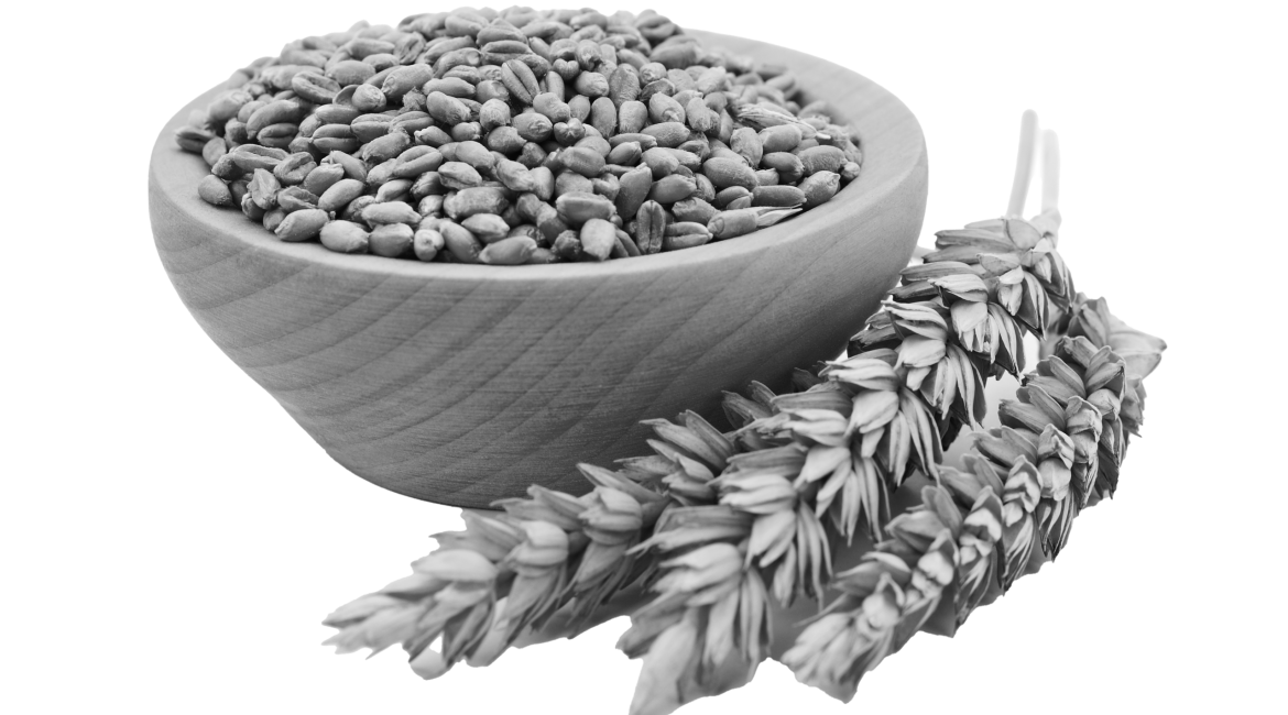 CSS with Olam Agri and Westernacher Consulting