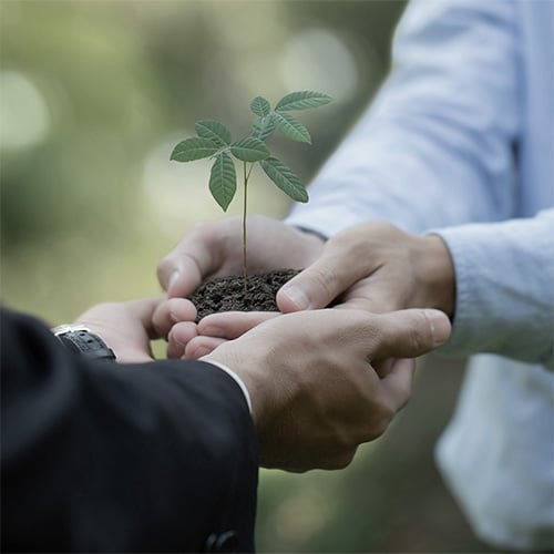 Westernacher & osapiens partner for sustainability and operational excellence. Hands holding a small plant, symbolizing sustainability and partnership.