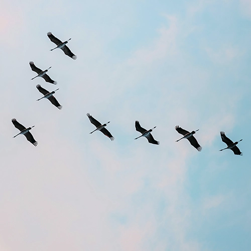 Westernacher Consulting Blog article: Why OCM needs its own team in a transformation program