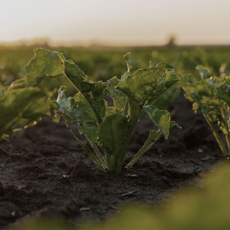 USPR passa a SAP S/4HANA con dolce successo. Piante di barbabietola da zucchero che crescono in un terreno fertile in un campo agricolo al tramonto.