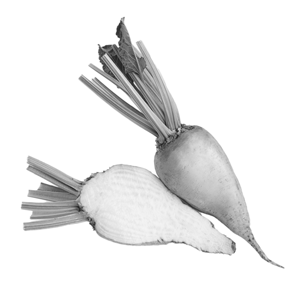 USPR realiza la transición a SAP S/4HANA con dulce éxito. Dulce remolacha.