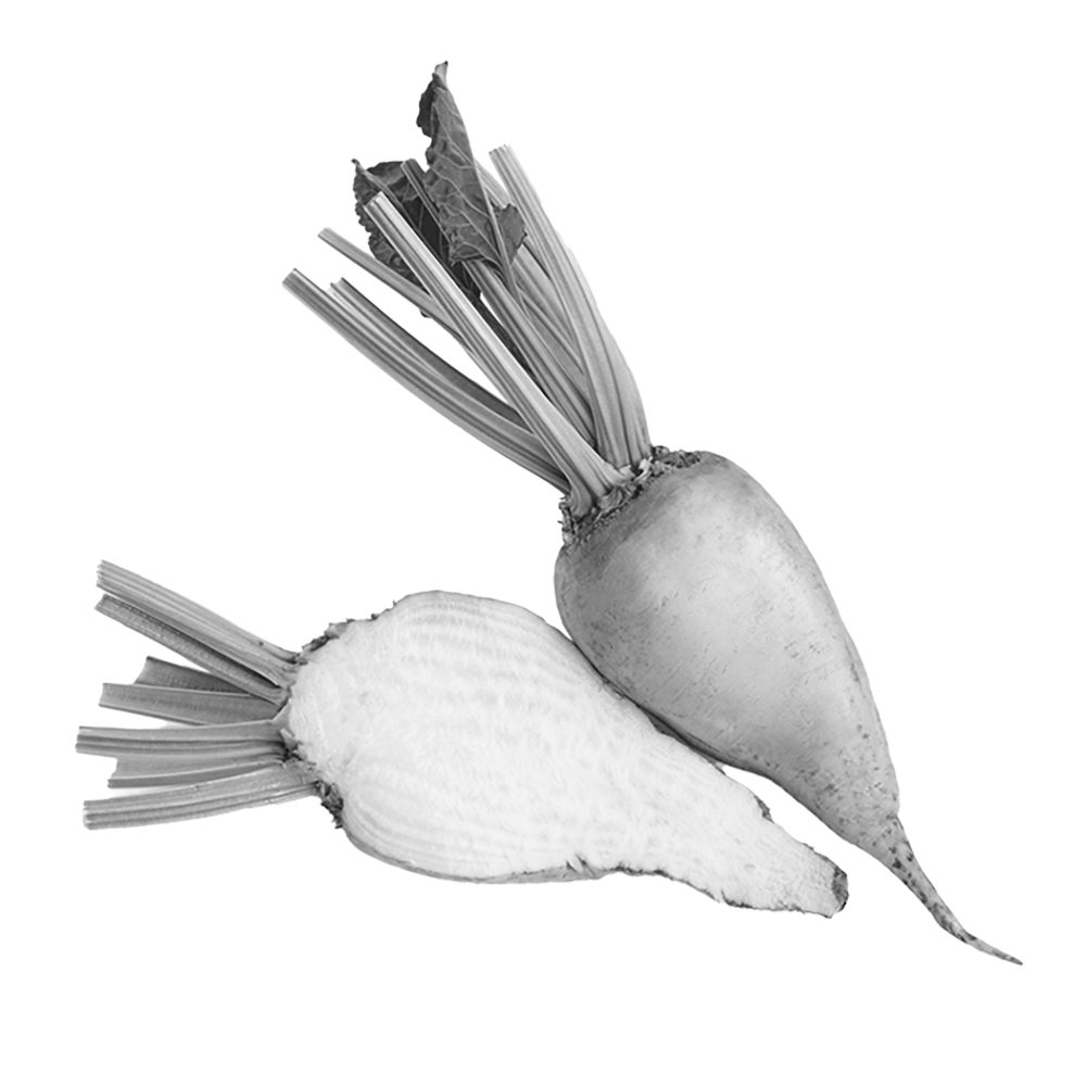 USPR transitions to SAP S/4HANA with sweet success. Sweet beet.