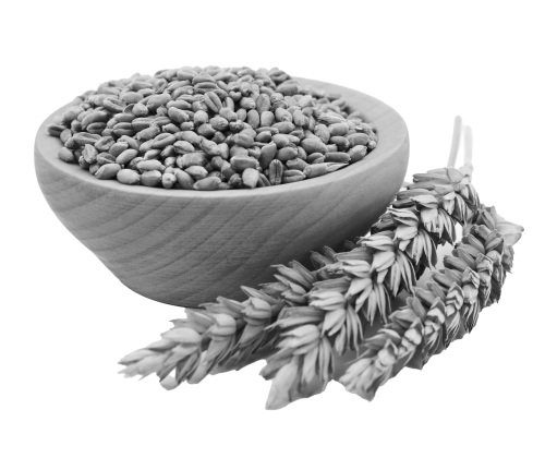 CSS with Olam Agri and Westernacher Consulting